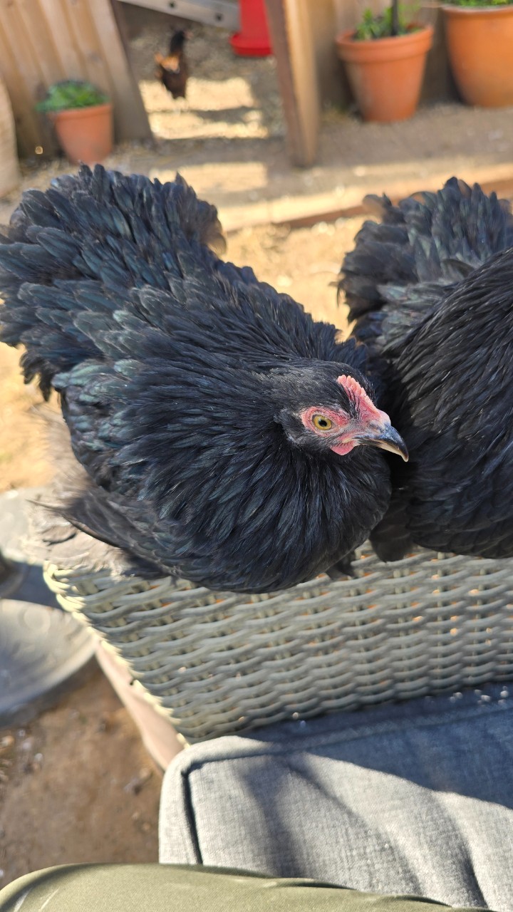 Pekin Bantam Pullets 5