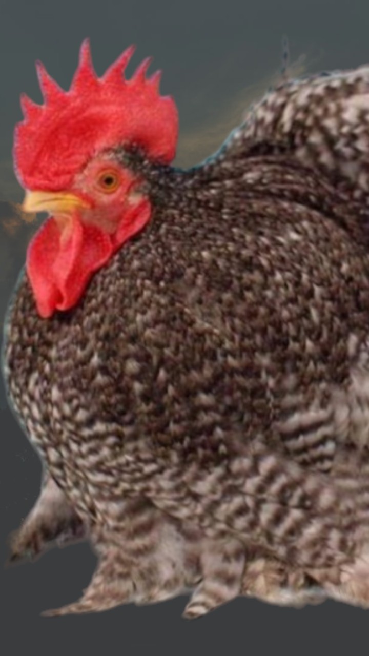 Show quality pekin eggs