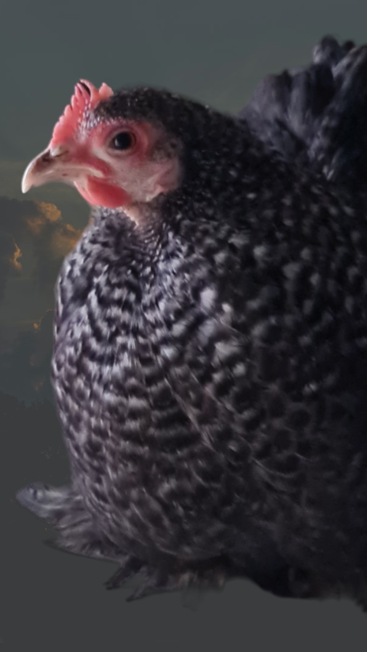 Show quality pekin eggs 2