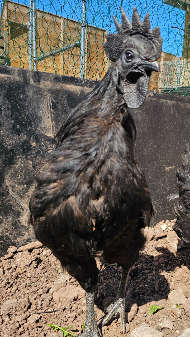Guaranteed black tongue Ayam cemani hatching eggs