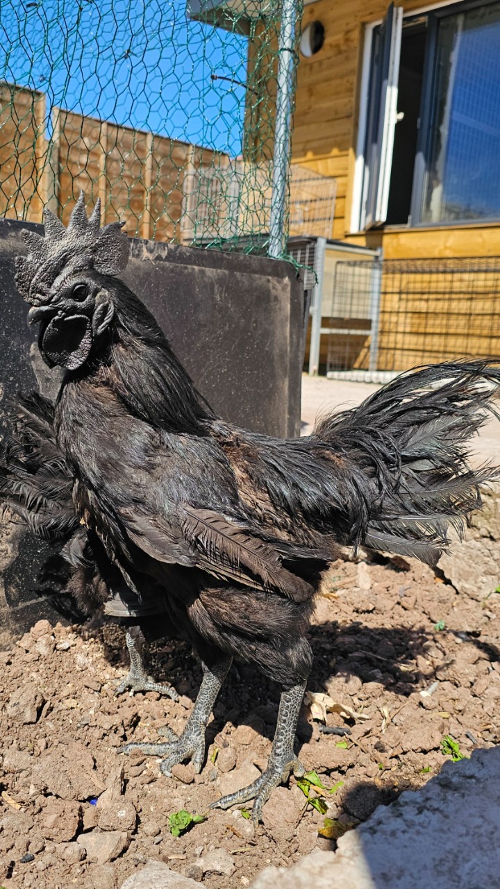 Guaranteed black tongue Ayam cemani hatching eggs 2