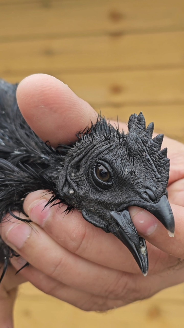 Guaranteed black tongue Ayam cemani hatching eggs 3