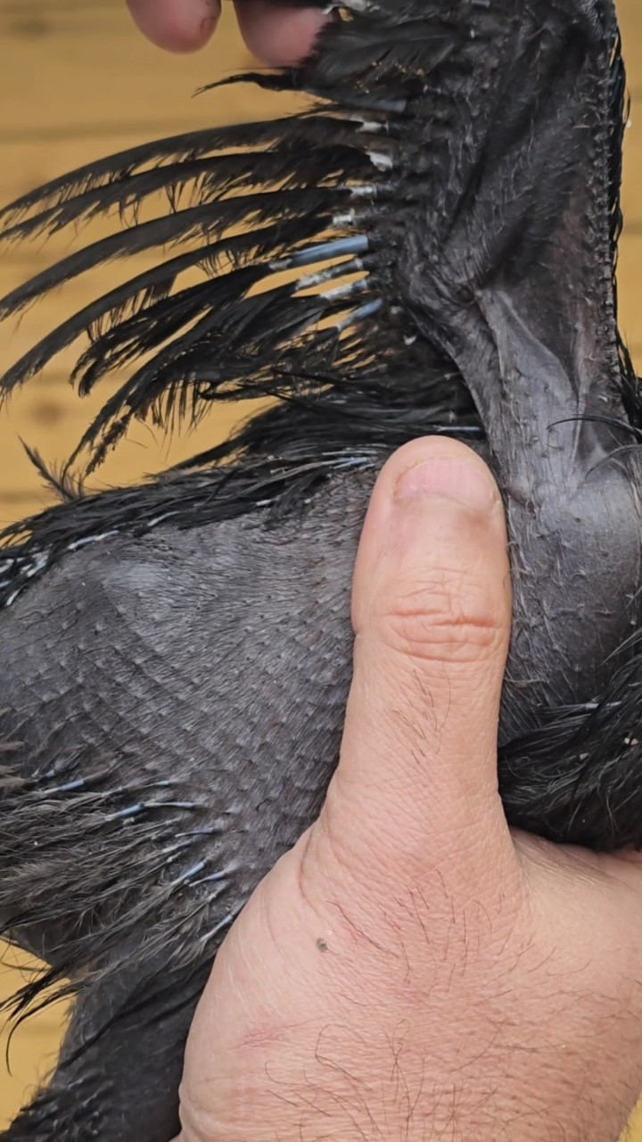 Guaranteed black tongue Ayam cemani hatching eggs 4