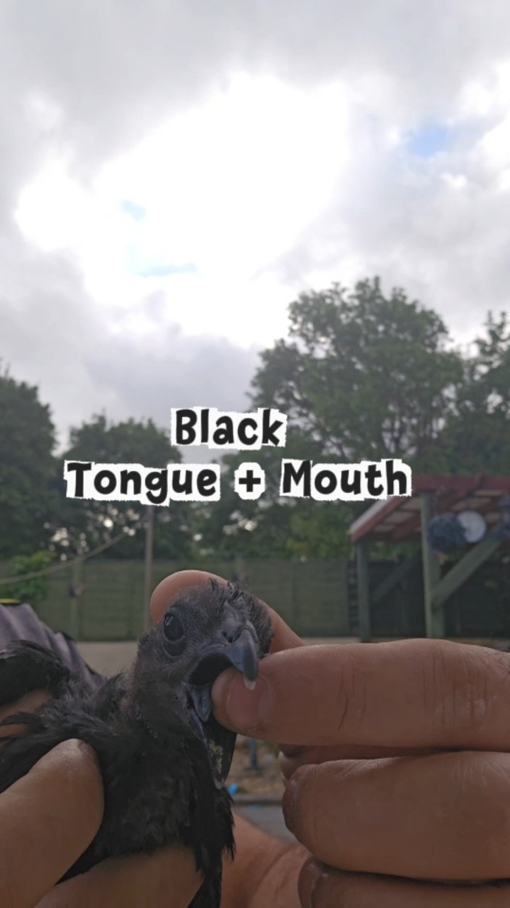 Guaranteed black tongue Ayam cemani hatching eggs 5