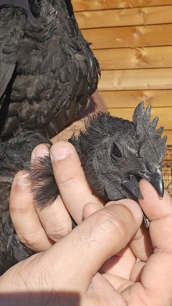 Guaranteed black tongue Ayam cemani hatching eggs 6