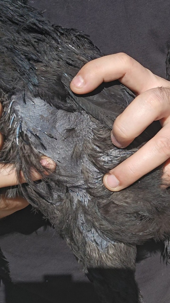 Guaranteed black tongue Ayam cemani hatching eggs 7