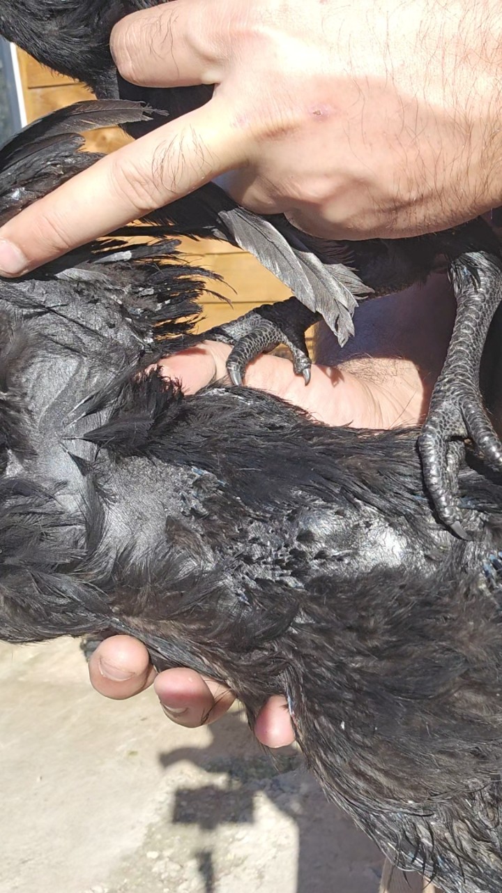 Guaranteed black tongue Ayam cemani hatching eggs 8