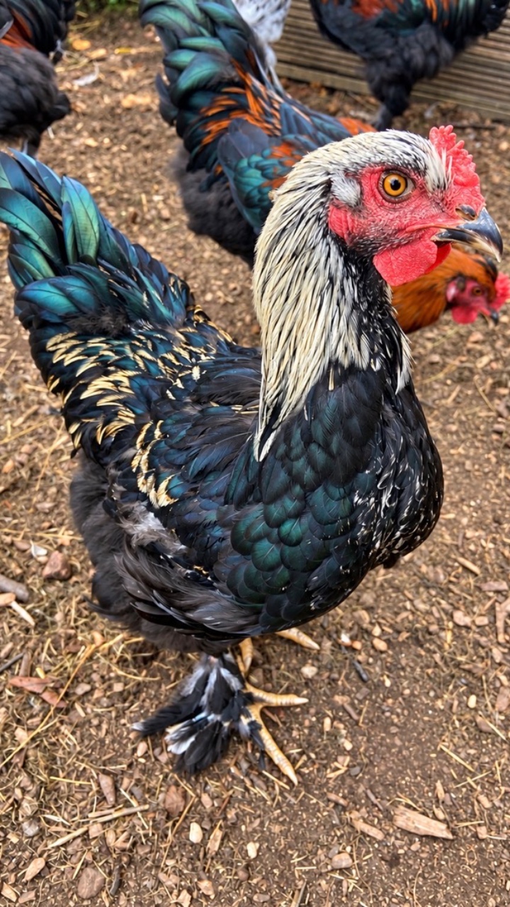 Brahma Cockerel needing new home