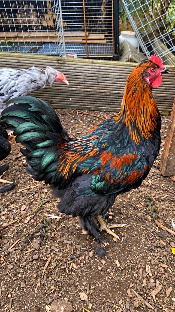 Brahma Cockerel needing new home