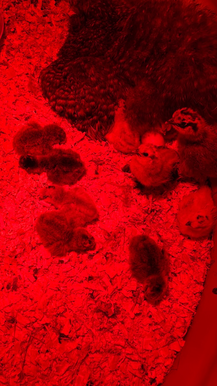 Silkie chicks for sale & Fertilised eggs 2