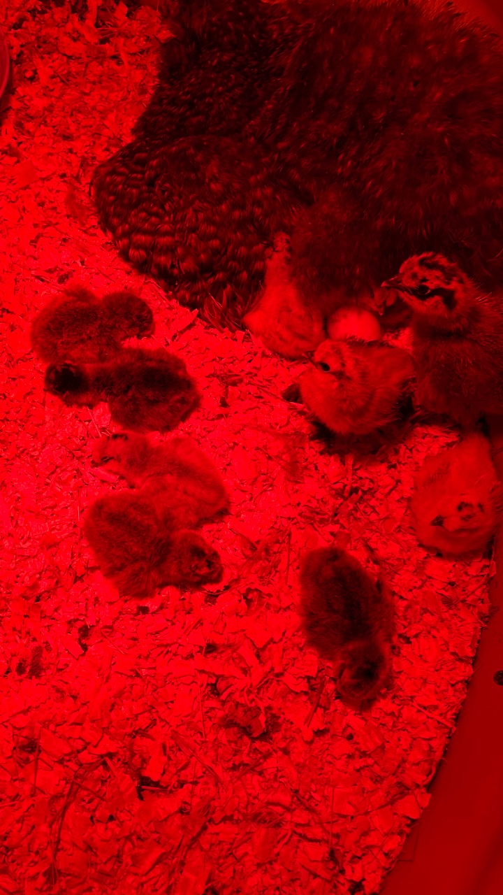 Silkie chicks for sale & Fertilised eggs 3