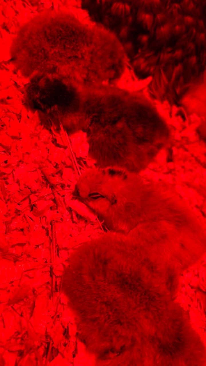 Silkie chicks for sale & Fertilised eggs 4