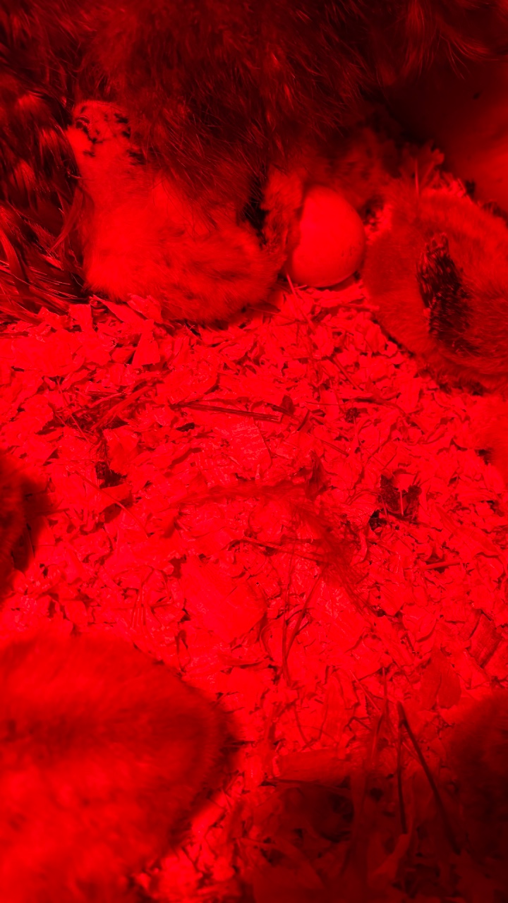 Silkie chicks for sale & Fertilised eggs 5