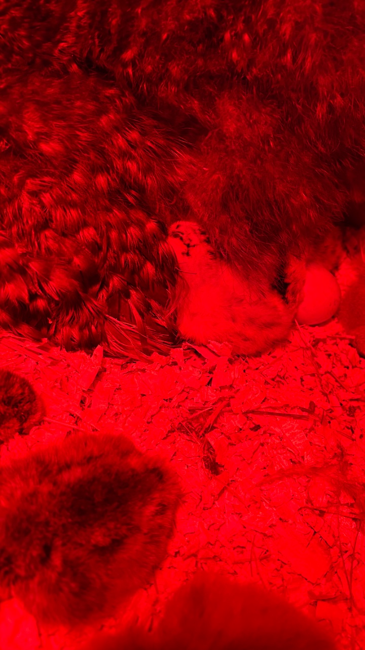 Silkie chicks for sale & Fertilised eggs 6