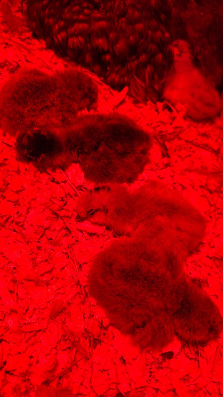 Silkie chicks for sale & Fertilised eggs 7