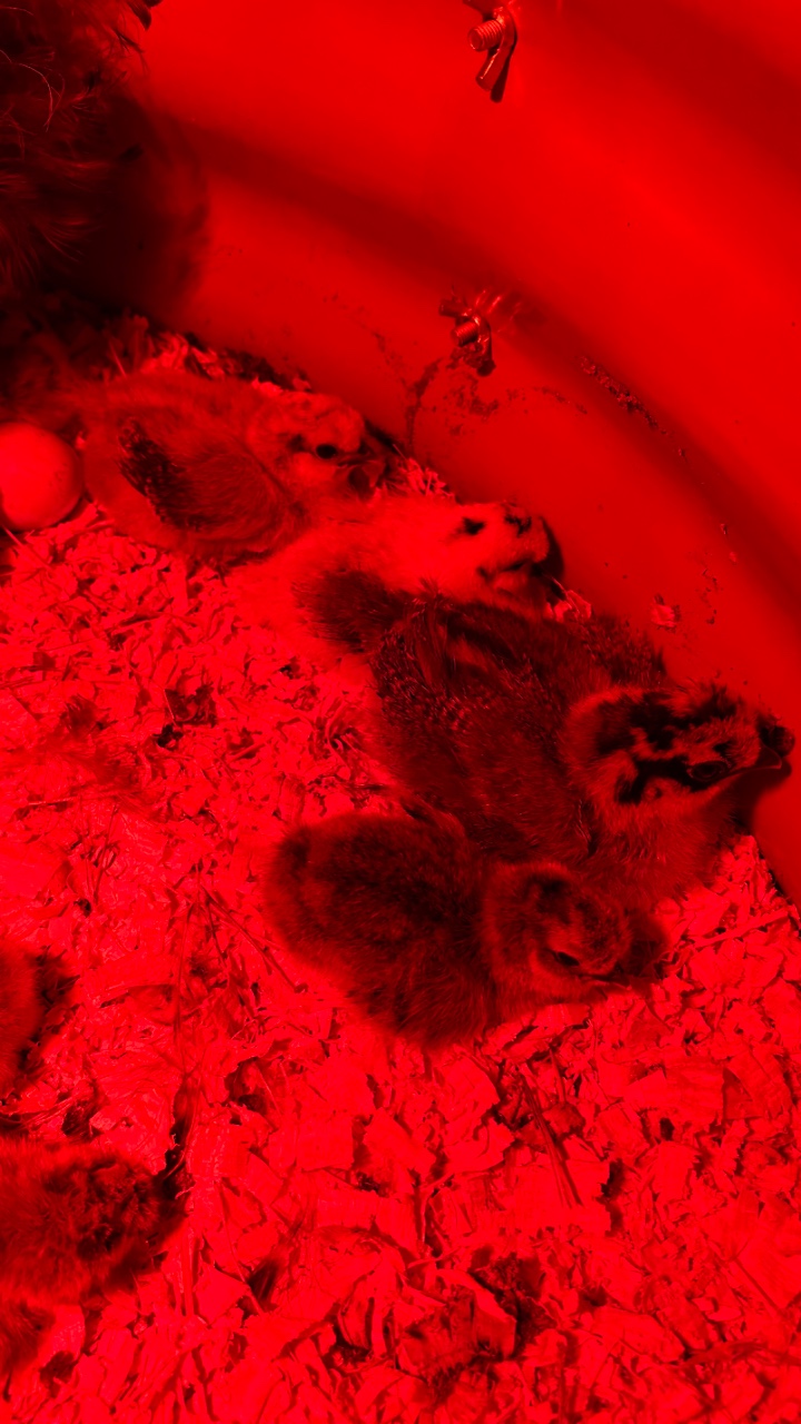 Silkie chicks for sale & Fertilised eggs 8