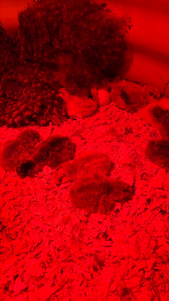 Silkie chicks for sale & Fertilised eggs 9