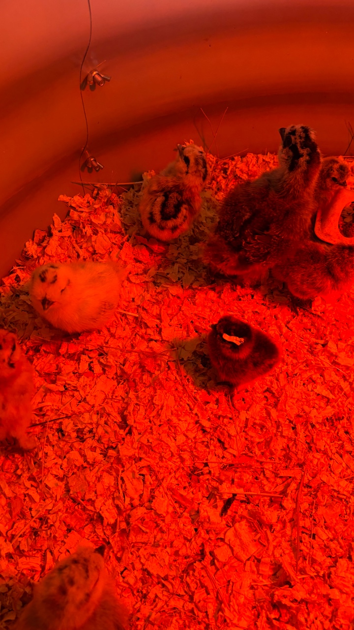 Silkie chicks for sale & Fertilised eggs 10