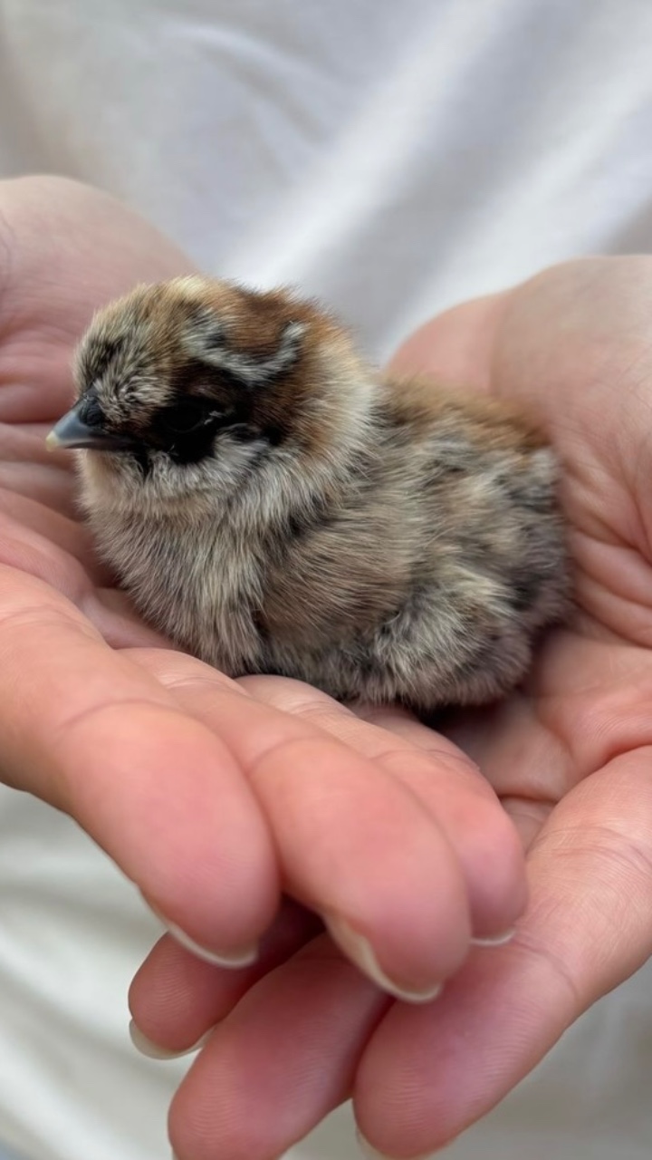 Silkie chicks for sale & Fertilised eggs