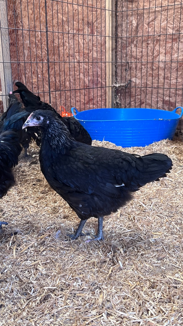 Norfolk Grey Pullets - Growers 2