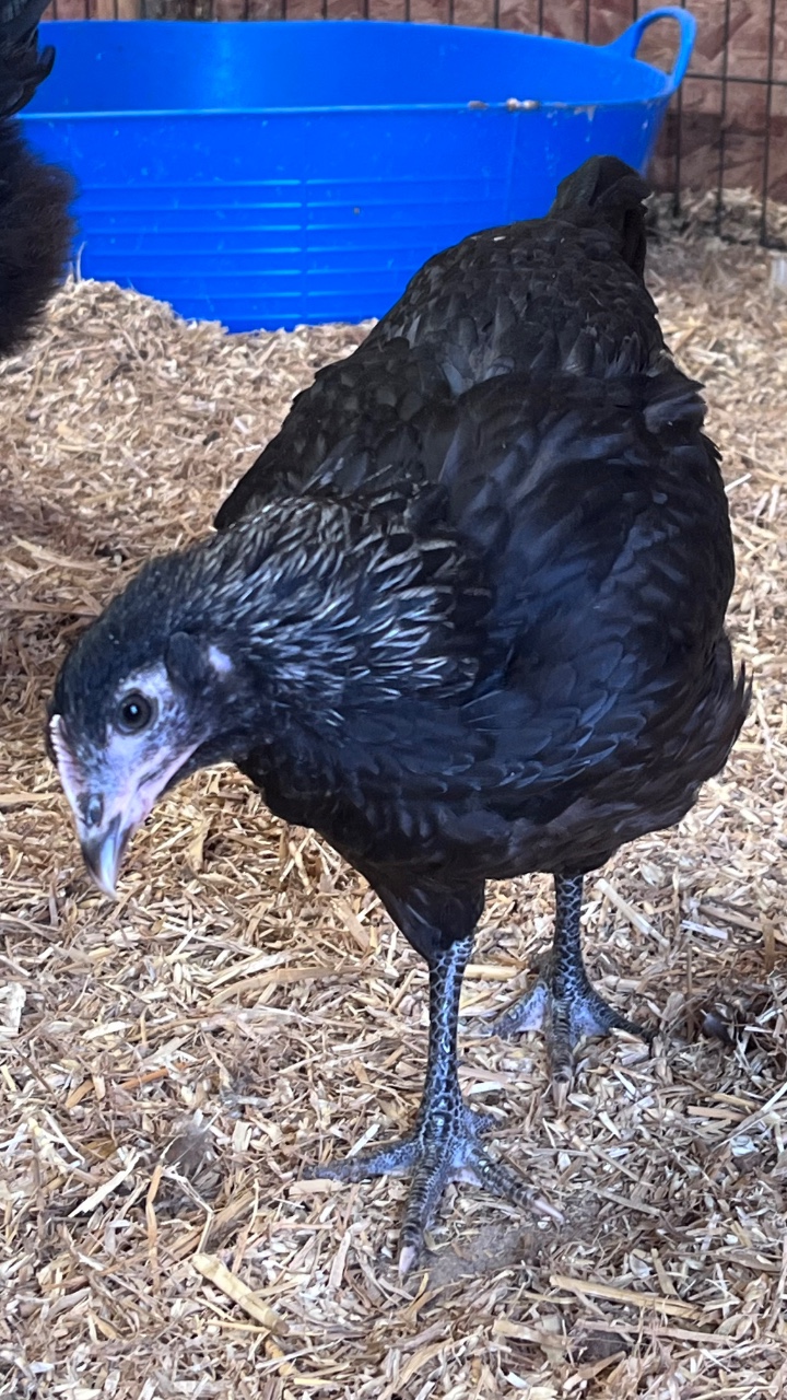Norfolk Grey Pullets - Growers 3