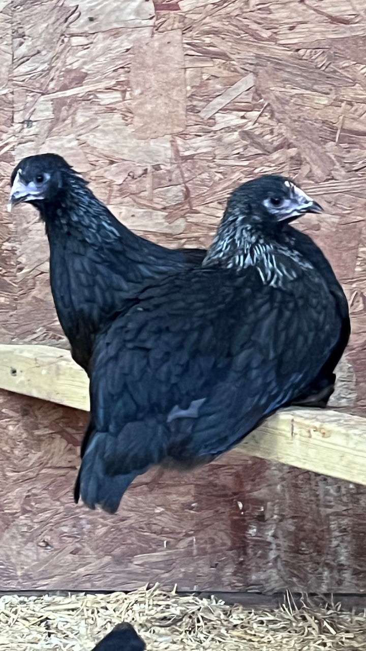 Norfolk Grey Pullets - Growers 4