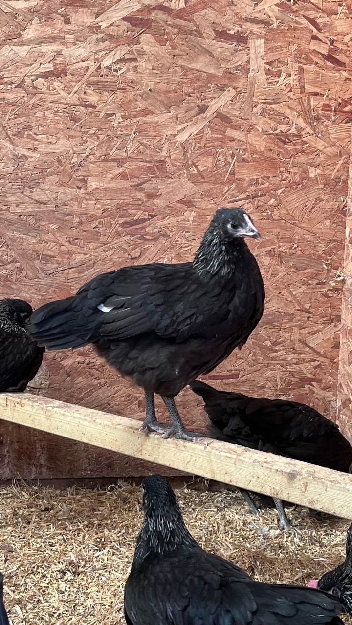 Norfolk Grey Pullets - Growers