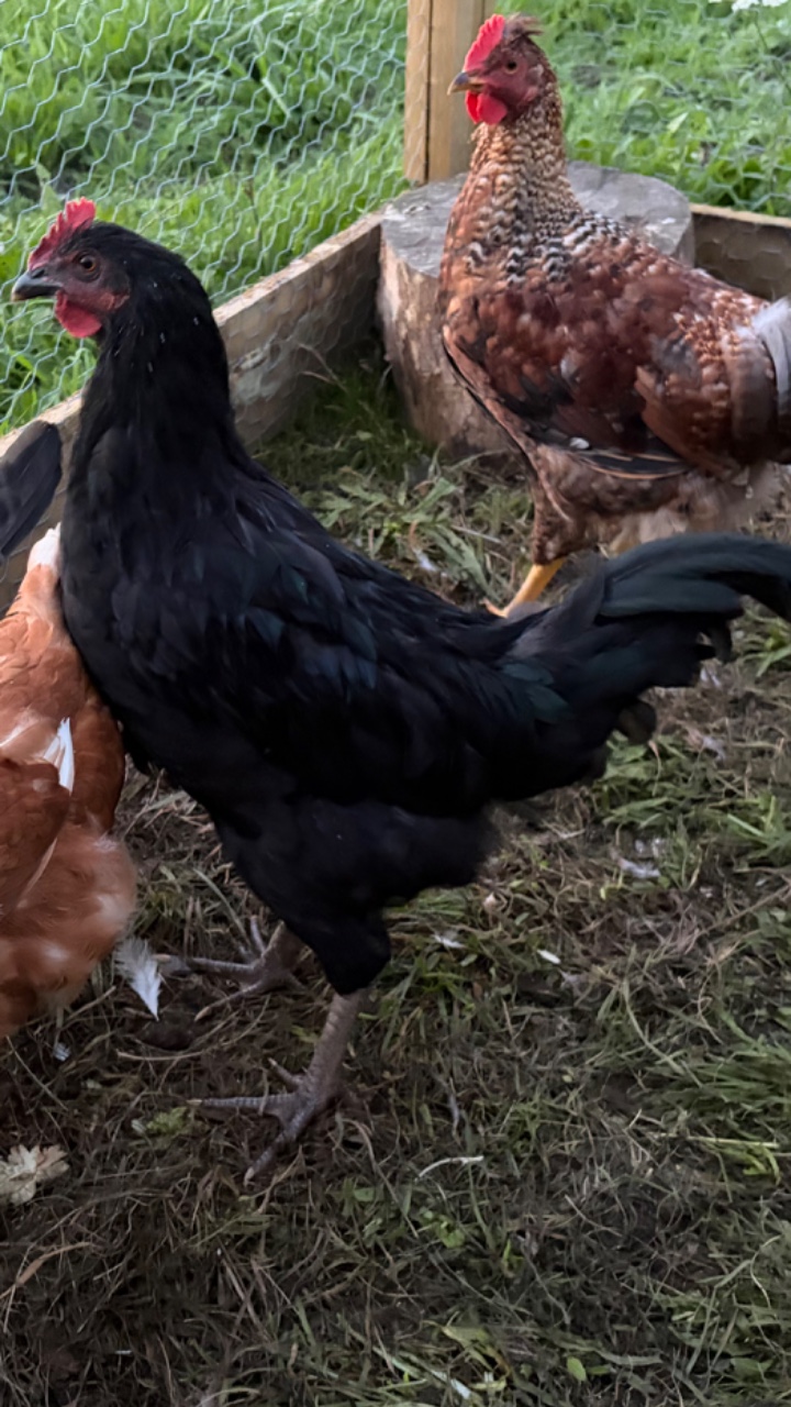 Black Australorp Cockerel