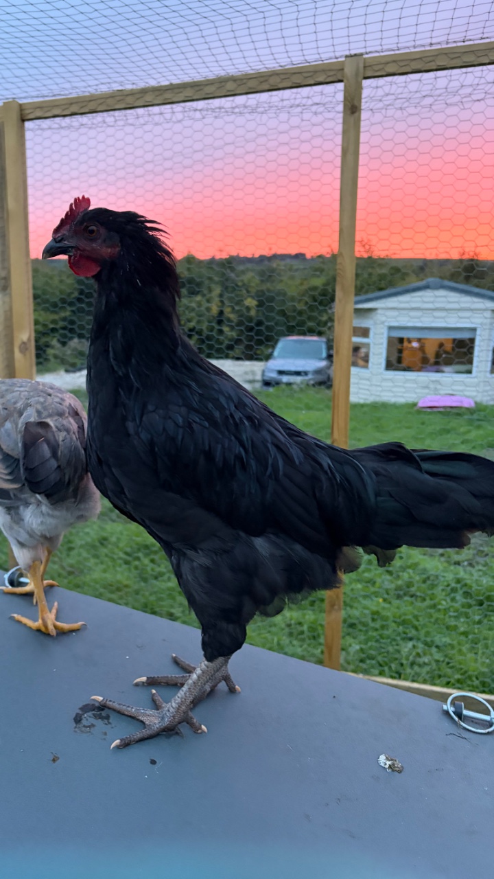 Black Australorp Cockerel 2