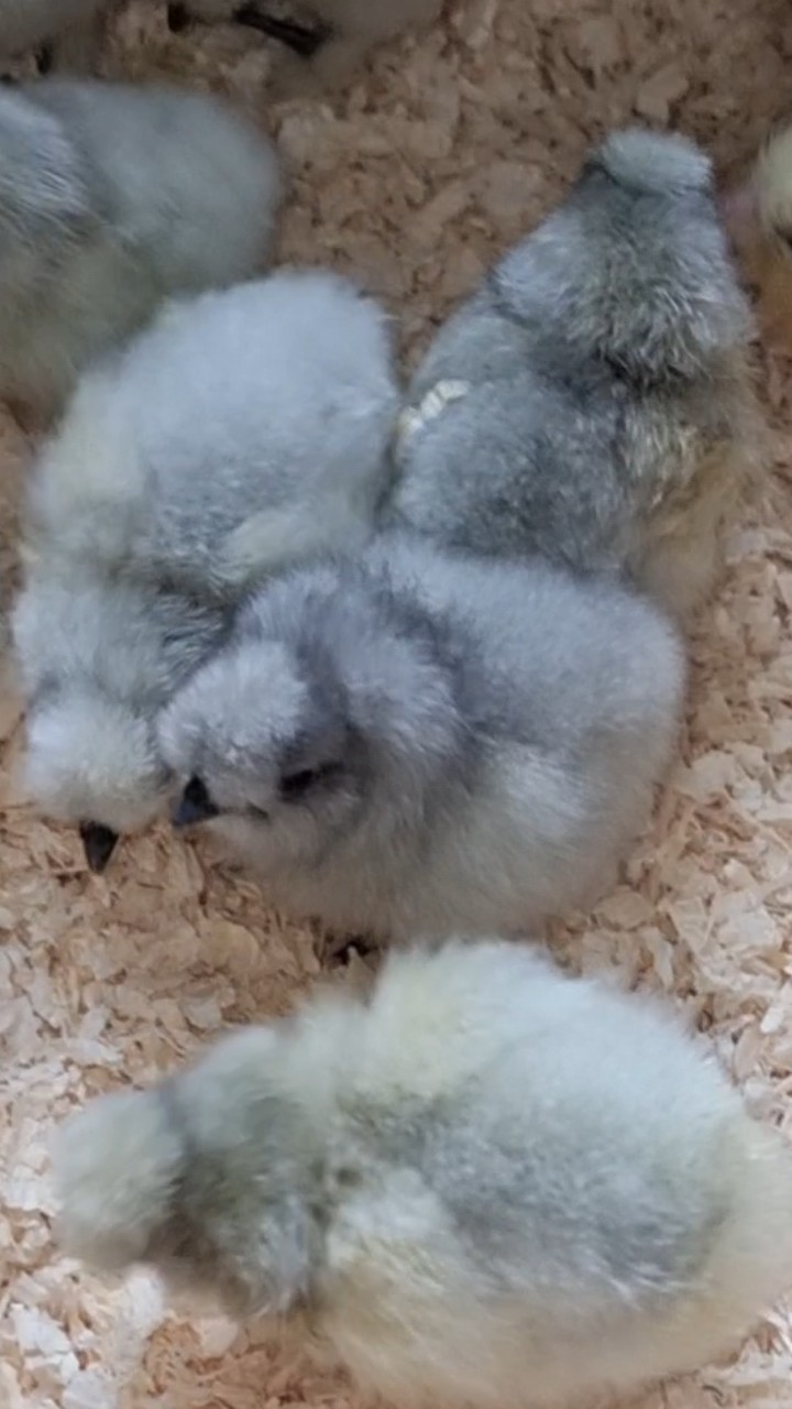 Silkie chicks