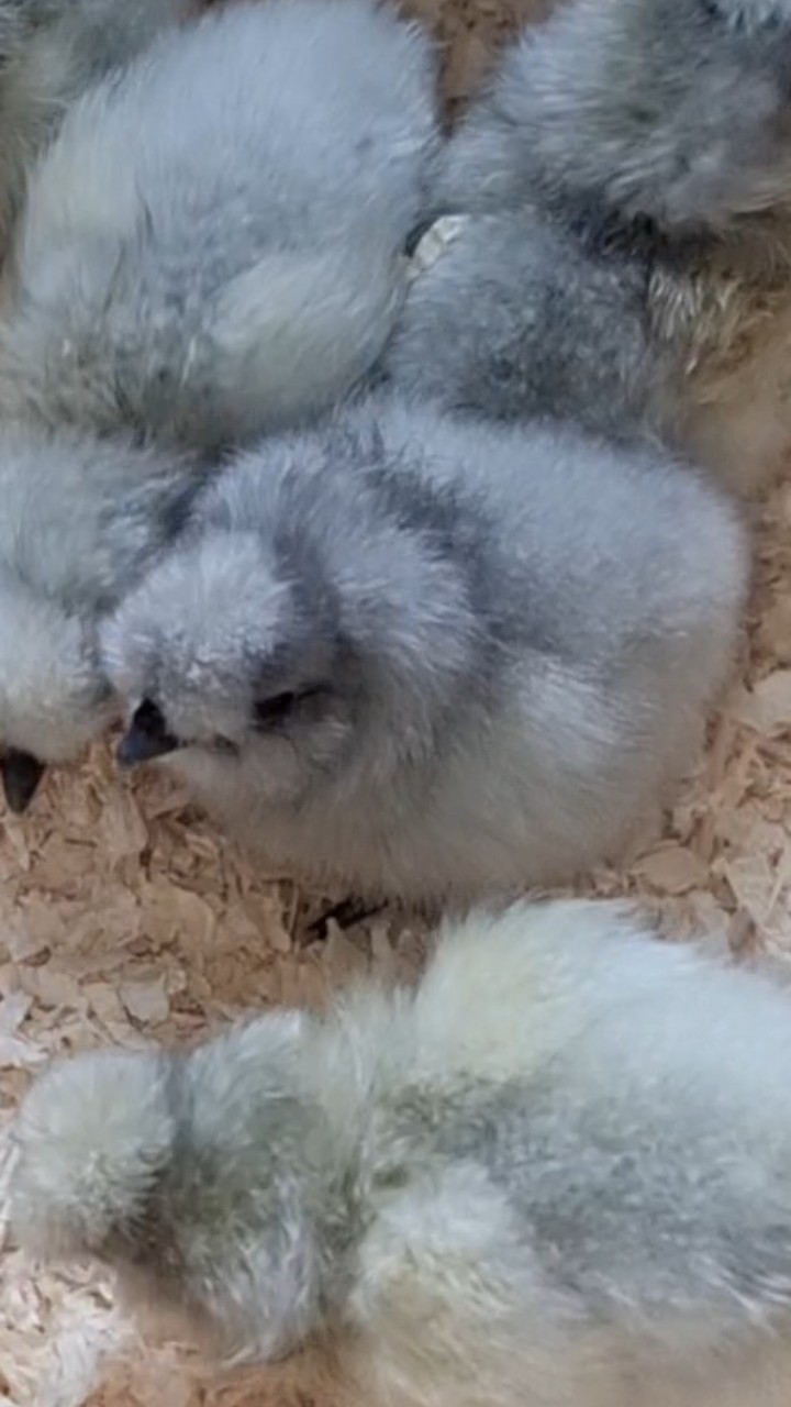 Silkie chicks 2