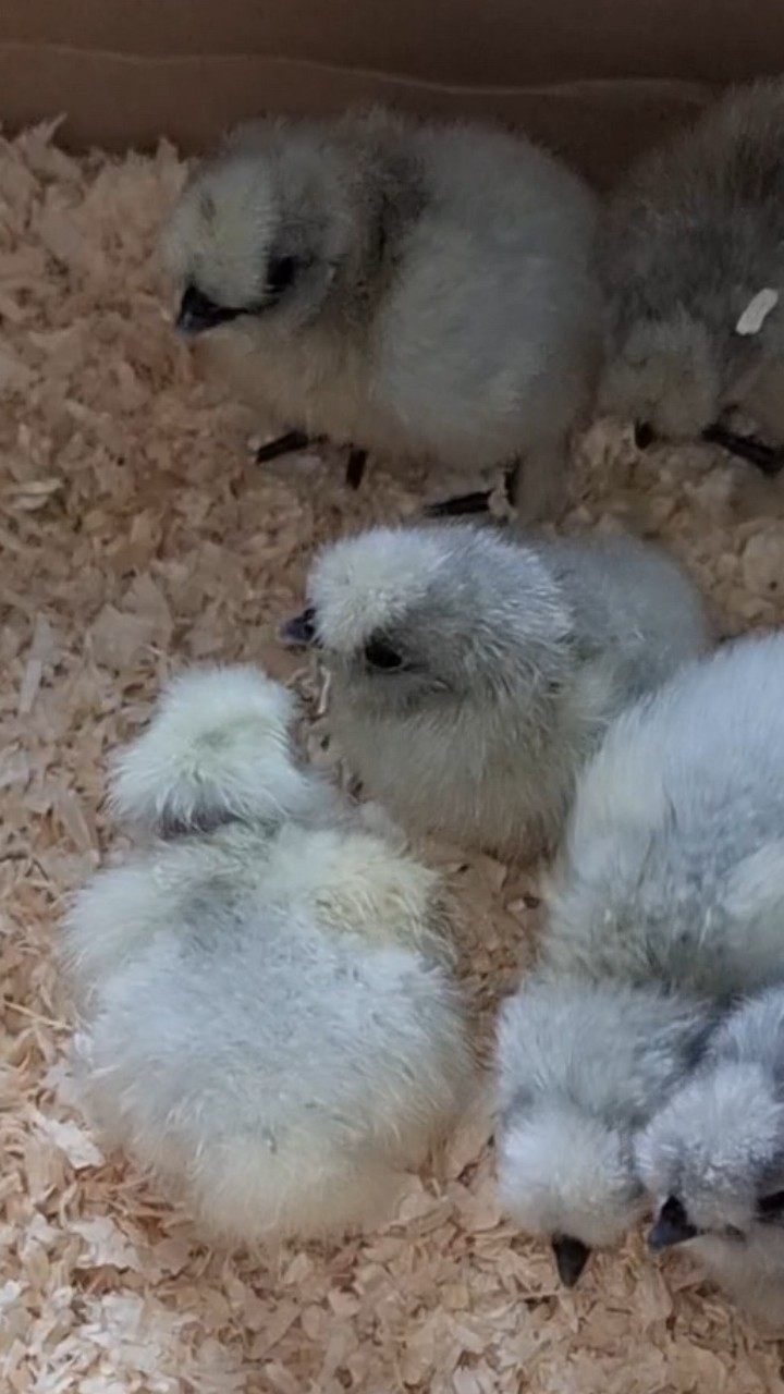 Silkie chicks 3