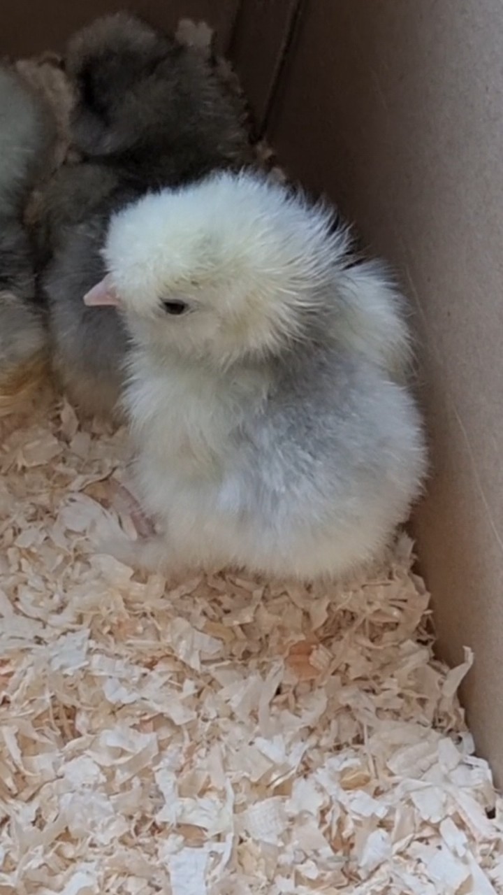 Silkie chicks 4