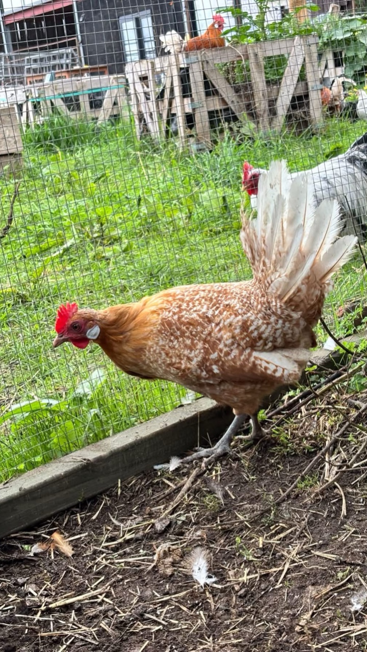 Friesian Hatching Eggs 2