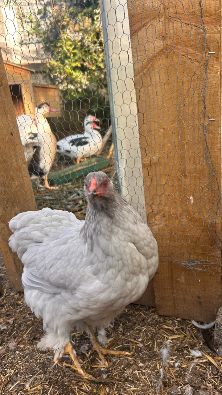lavender Brahma