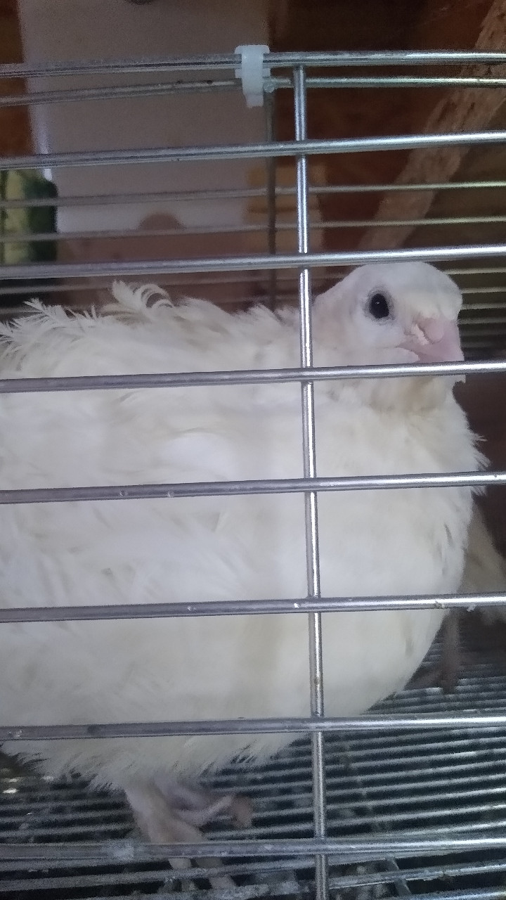 24 x English white jumbo coturnix quail