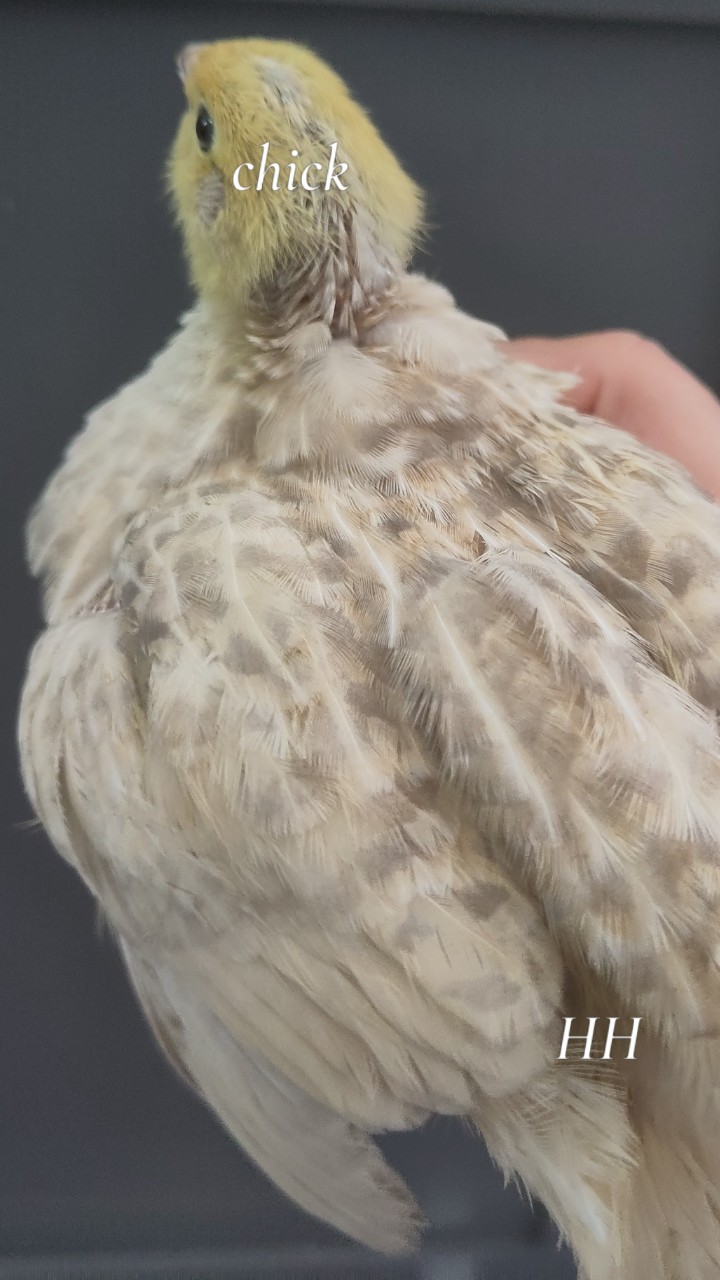 Male Japanese quail