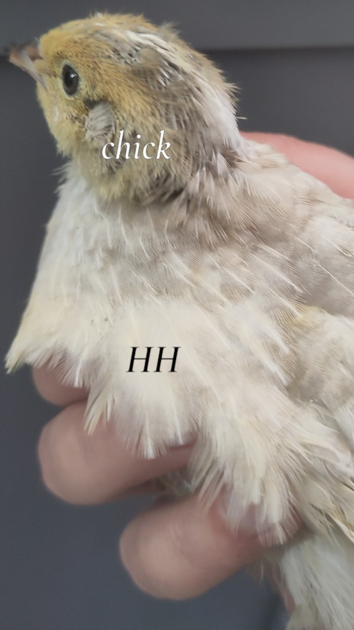 Male Japanese quail 2