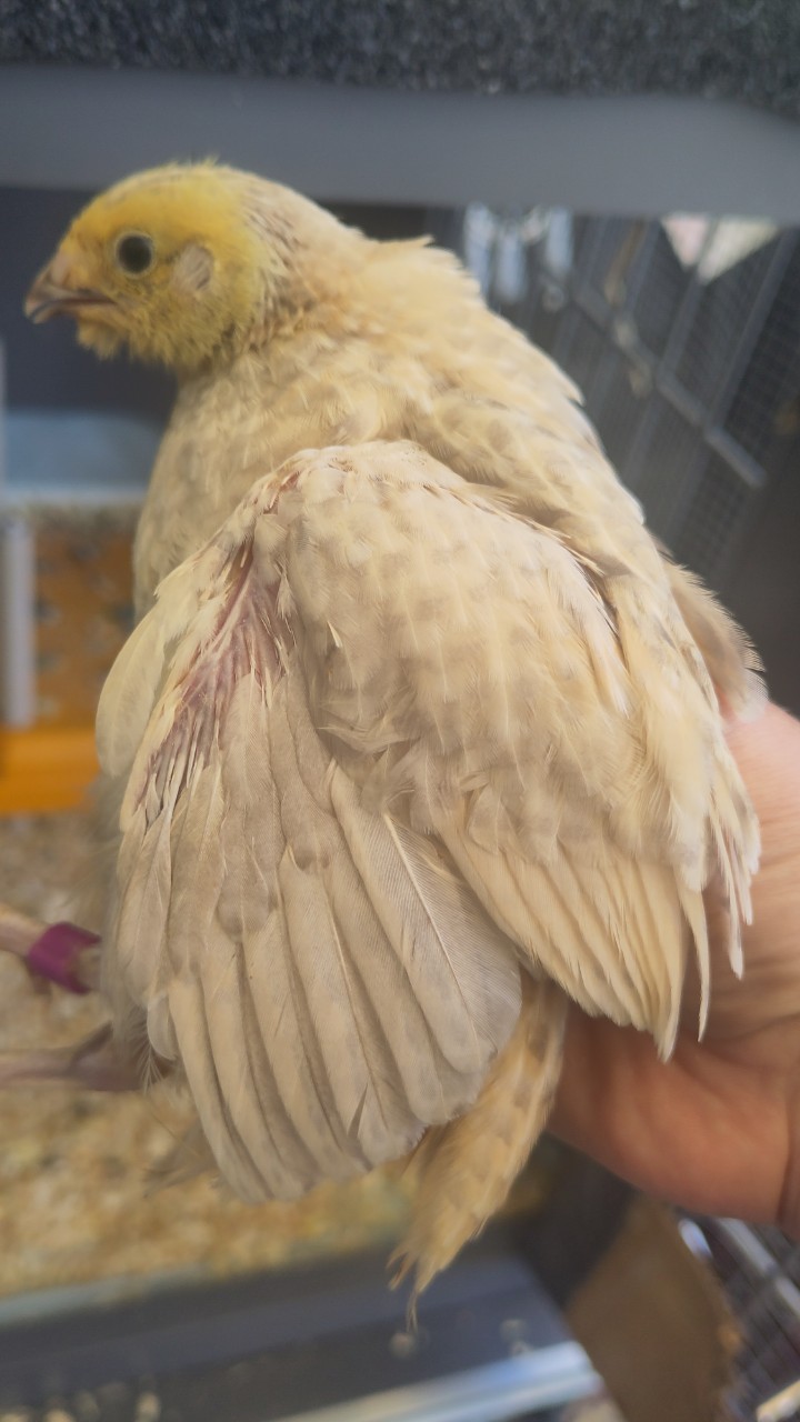 Male Japanese quail 3