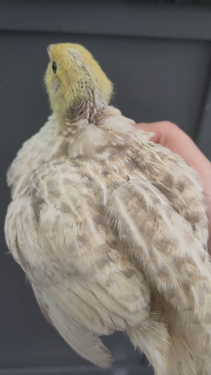 Male Japanese quail 4