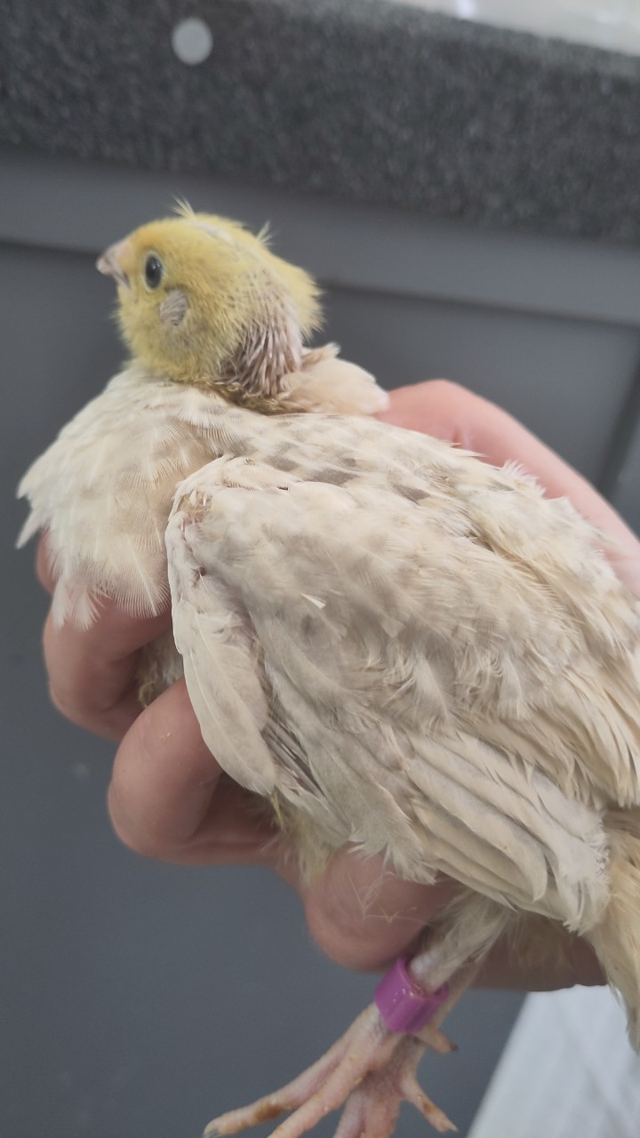 Male Japanese quail 5
