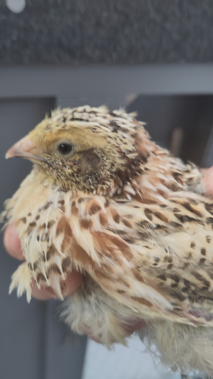 Male Japanese quail 6