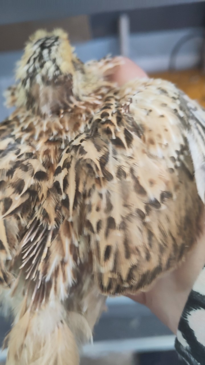 Male Japanese quail 7