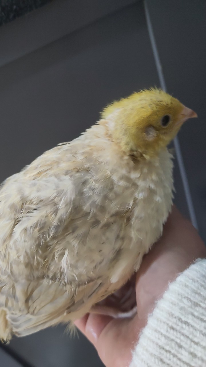 Male Japanese quail 8