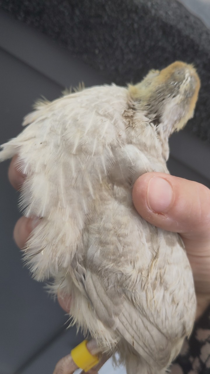 Male Japanese quail 9