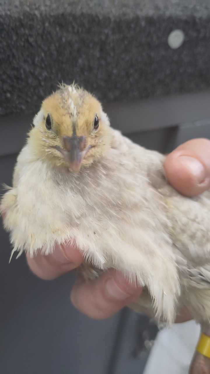 Male Japanese quail 10