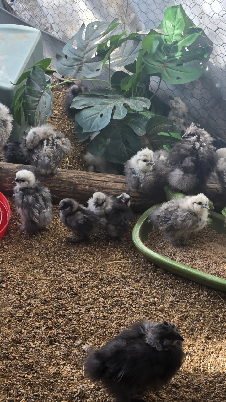 Unsexed USA Silkies