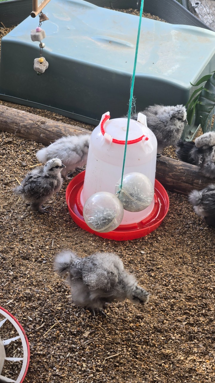 Unsexed USA Silkies 2