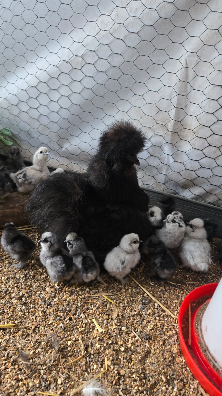 Unsexed USA Silkies 3