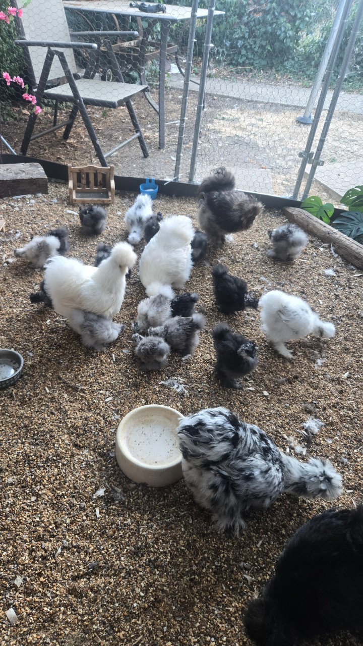 Unsexed USA Silkies 4
